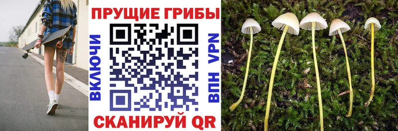 Купить  Болгар  Псилоцибиновые грибы Psilocybine cubensis 